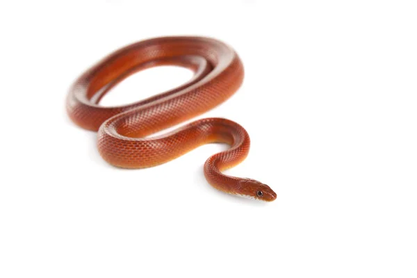 Snake Snake Boa Natter Con Fondo Blanco —  Fotos de Stock