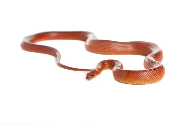 Kígyó Boa Kígyó Fehér Háttér — Stock Fotó