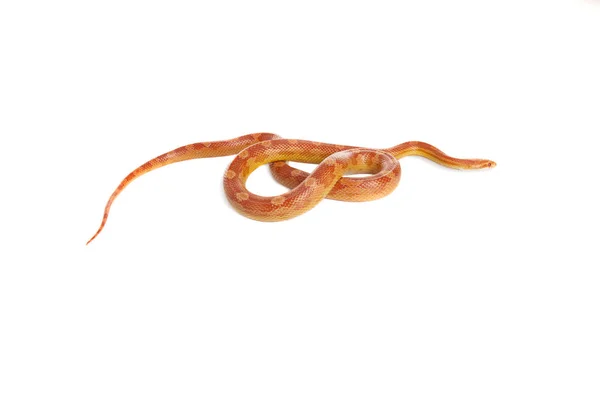 Yılan Yılan Boya Gevezeliği Beyaz Arkaplan — Stok fotoğraf