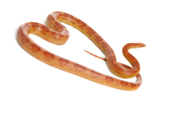 Schlange Schlange Boa Schlange Mit Weißem Hintergrund — Stockfoto