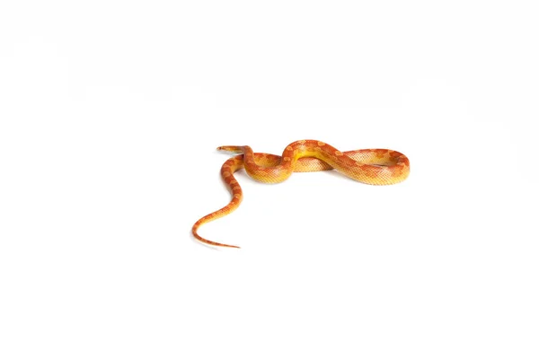 Snake Snake Boa Natter Białym Tłem — Zdjęcie stockowe