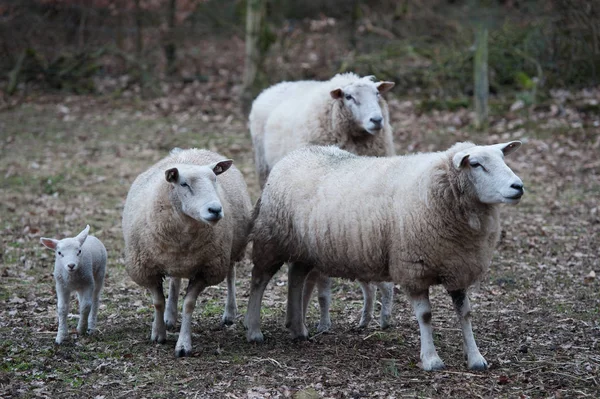 Trois Moutons Agneau — Photo