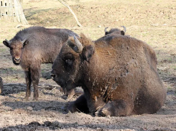 Bison Family Tierpark Sababurg — Stok Foto