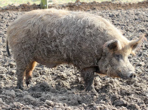 Wool Pig Tierpark Sababurg — Stock Photo, Image