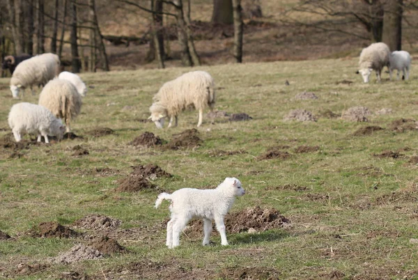 Dierenwelzijn Dierentuin — Stockfoto