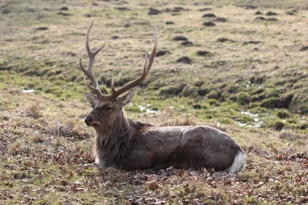 Dormente Dybowskihirsch Tierpark Sababurg — Fotografia de Stock