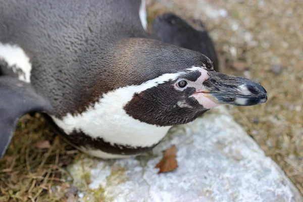 Humboldt Pinguïn Het Tierpark Sababurg — Stockfoto