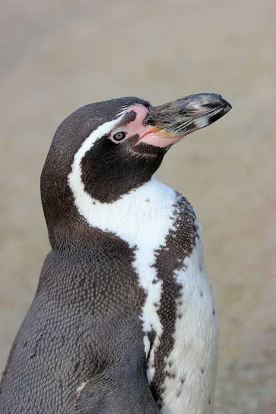 Humboldt Pingvin Till Djurparken Sababurg — Stockfoto
