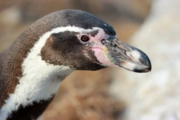 フンボルトペンギンを動物園サバーブに連れて行き — ストック写真