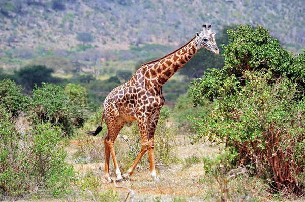 Hoge Giraffe Dier Afrikaanse Herbivoor Zoogdier — Stockfoto