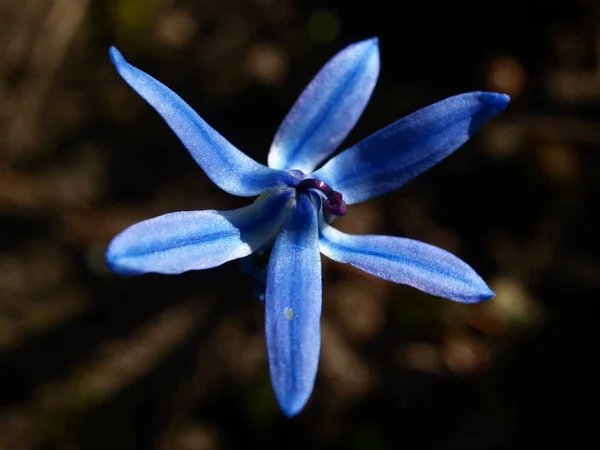 Niebieski Gwiazda Kwiat Flora — Zdjęcie stockowe