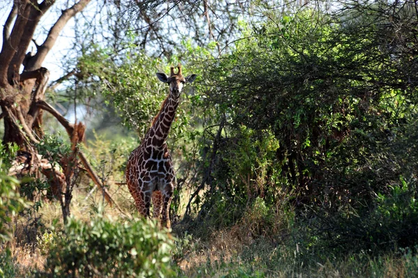 Animali Selvatici Flora Fauna Della Giraffa Bruna Natura — Foto Stock