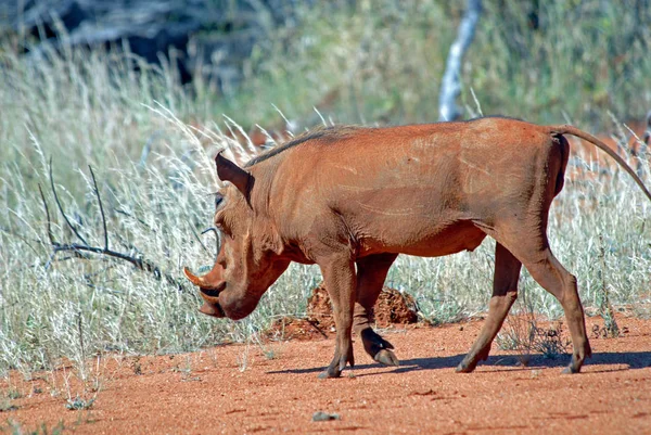 Warthog Nella Savana — Foto Stock