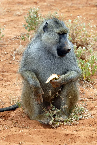 Apen Dieren Leven Natuur Fauna — Stockfoto