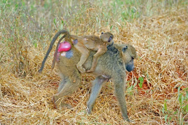 Affentier Primaten Säugetier — Stockfoto