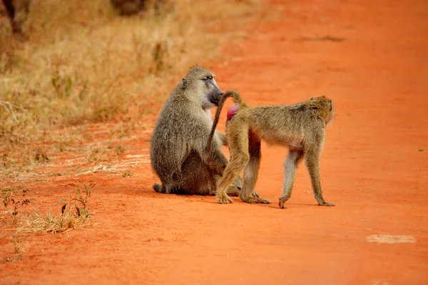 Landschappelijk Uitzicht Fauna Flora Van Savannah — Stockfoto