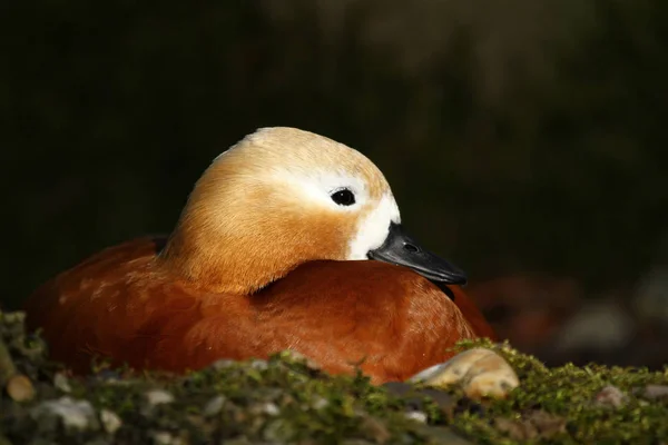 Vue Panoramique Bel Oiseau Nature — Photo