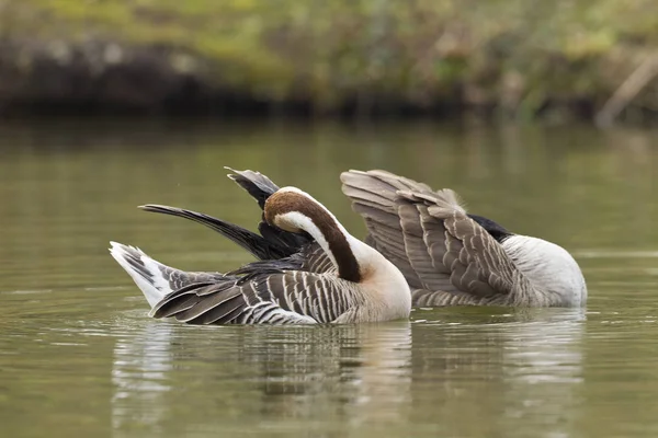 Swan Goose Anser Cyberides — стоковое фото