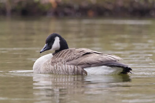 캐나다 Branta Canadensis — 스톡 사진