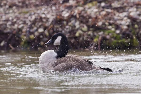 캐나다 Branta Canadensis — 스톡 사진