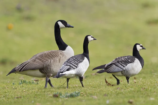 Kanadyjska Gęś Branta Canadensis — Zdjęcie stockowe