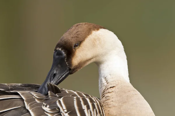 Swan Goose Anser Cyberides — стоковое фото