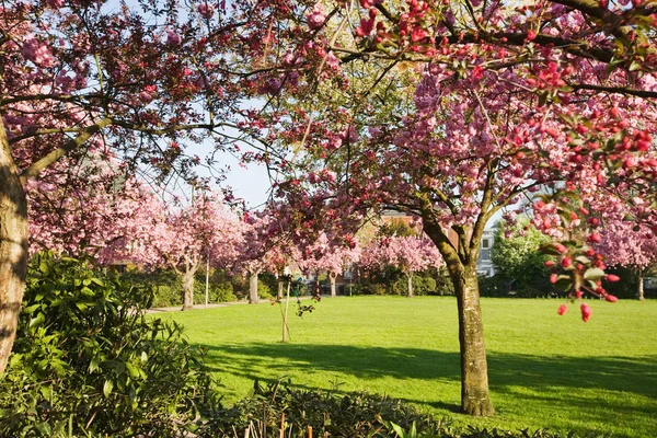 Cherry Flowers Spring Blossom Tree — Stock Photo, Image