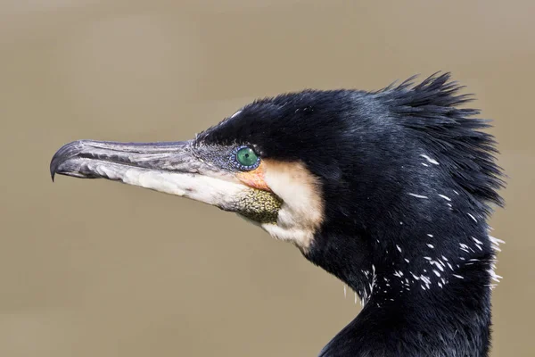 Malebný Pohled Krásné Kormorán Pták Přírodě — Stock fotografie