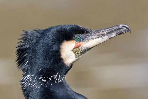 Vue Panoramique Magnifique Oiseau Cormoran Nature — Photo