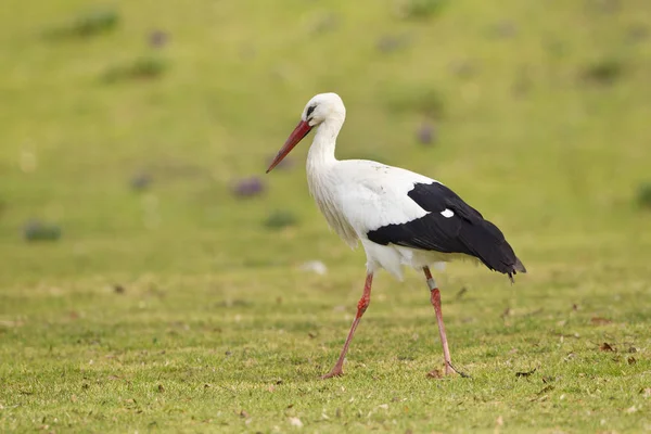 Vue Panoramique Cigogne Blanche Nature Sauvage — Photo