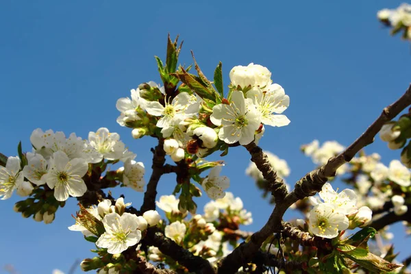 Pohon Musim Semi Bunga Cabang Cherry Mekar — Stok Foto