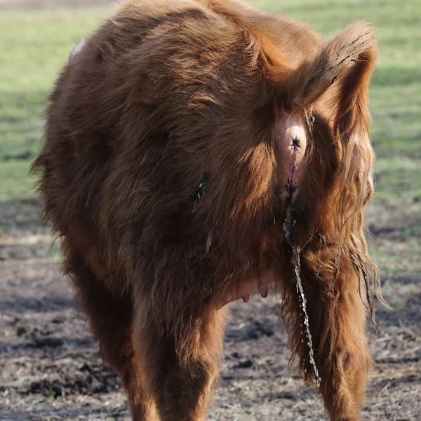 Cavalo Zoológico — Fotografia de Stock