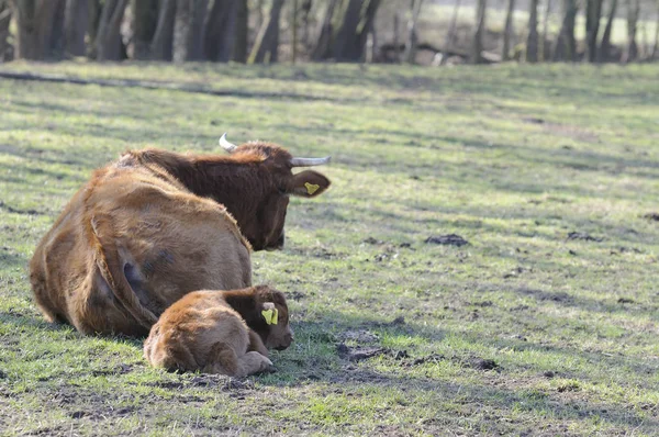 Krowy Naturalnym Krajobrazie Selektywne Ukierunkowanie — Zdjęcie stockowe