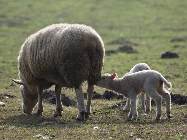 Два Ягненка Овцой — стоковое фото