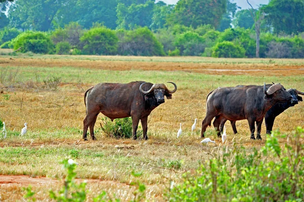 Scenic View Fauna Flora Savannah — Stock Photo, Image