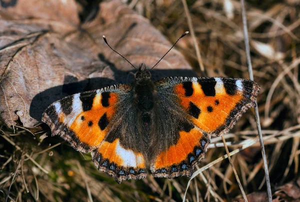 Vue Rapprochée Beau Papillon Coloré — Photo