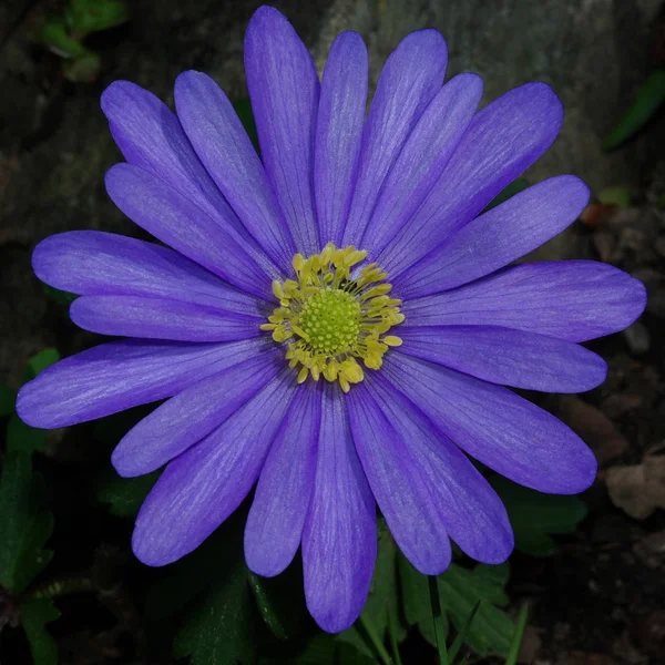 Schöne Blumen Blumiges Konzept Hintergrund — Stockfoto