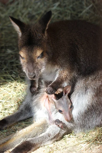 kangaroo animal, Australian fauna