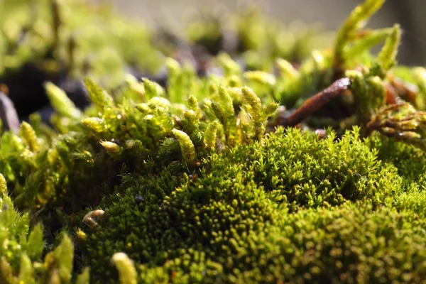 Muschio Verde Sull Albero — Foto Stock