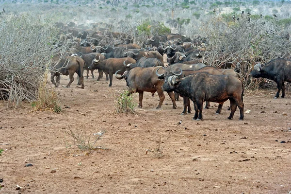 Buffalo Camino Hacia Agua — Foto de Stock