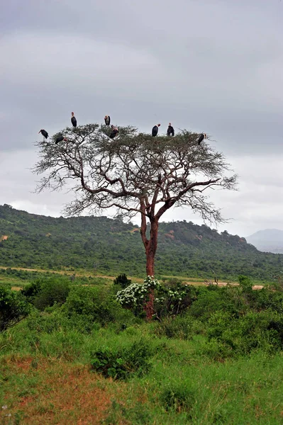 Живописный Вид Красивую Птицу Марабу — стоковое фото