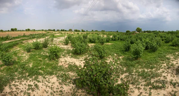 Close Van Een Biologische Katoenplant — Stockfoto