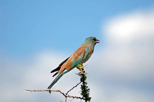 Vue Panoramique Bel Oiseau Nature — Photo