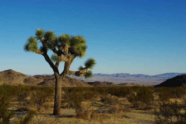 Parque Nacional Joseph Tree Desierto — Foto de Stock
