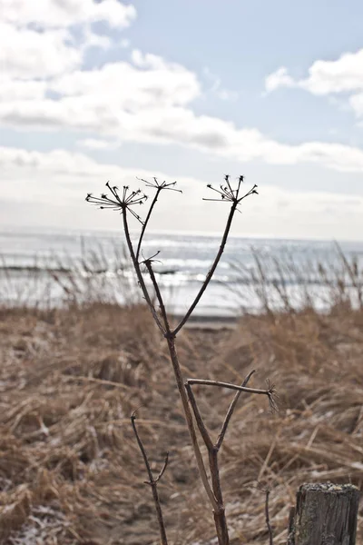 Totes Gras Winter — Stockfoto