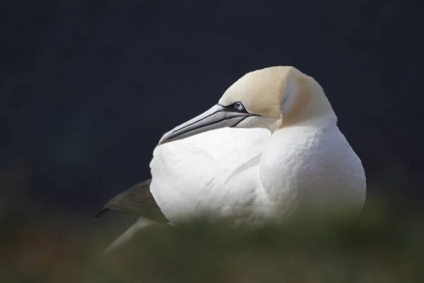 Vue Panoramique Bel Oiseau Nature — Photo