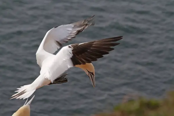 Malebný Pohled Gannets Ptáků Přírodě — Stock fotografie