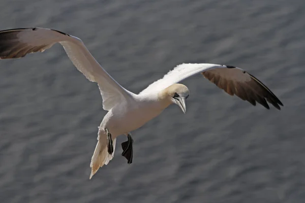 Vacker Utsikt Över Gannets Fåglar Naturen — Stockfoto