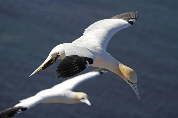 Malebný Pohled Gannets Ptáků Přírodě — Stock fotografie