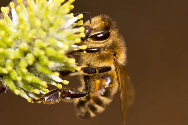 Schilderachtig Uitzicht Mooie Bloemen — Stockfoto